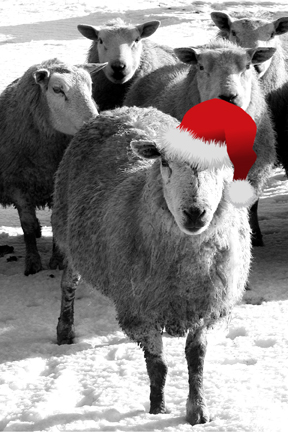 Merry Sheepmas c