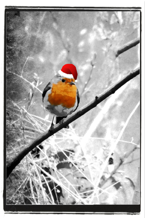 Merry Christmas from Mr Robin