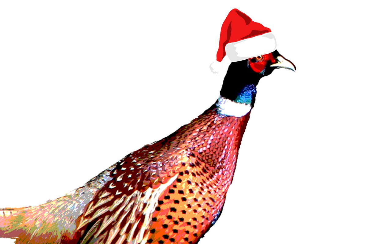 merry-xmas-mr-pheasant-