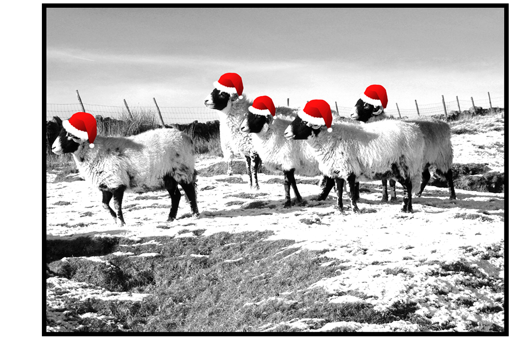 Merry Sheepmas