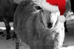 Merry Sheepmas c