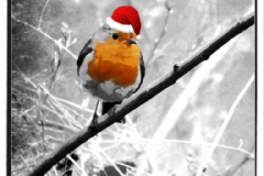 Merry Christmas from Mr Robin