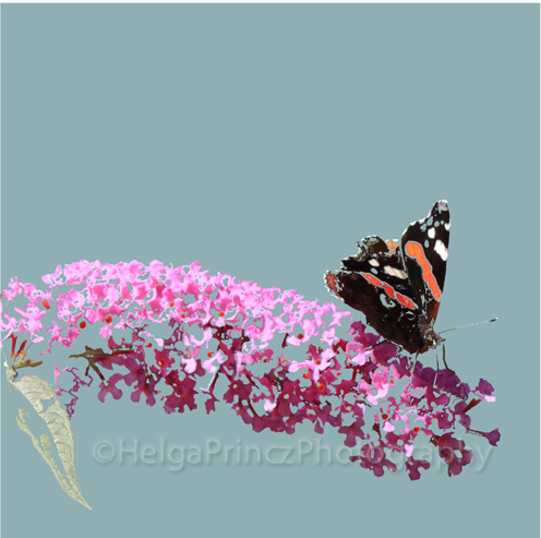 Red-Admiral-on-Buddleia
