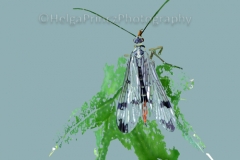 Lacewing-