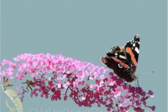 Red-Admiral-on-Buddleia