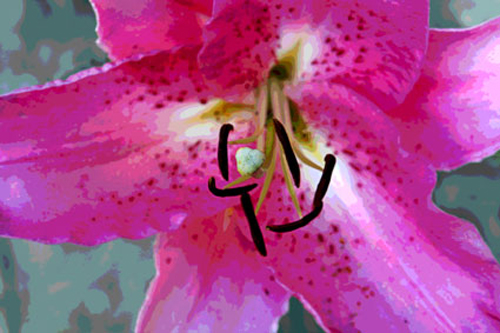 pink-stargazer lily