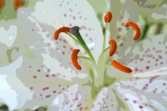 white stargazer lily