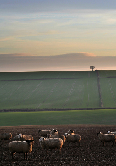 Evening-Light-on-the-Wolds