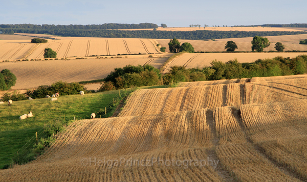 Golden Waves on the Wolds