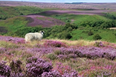 All Along the Purple Heather
