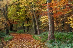 Autumns' Glory. Avenue Wood